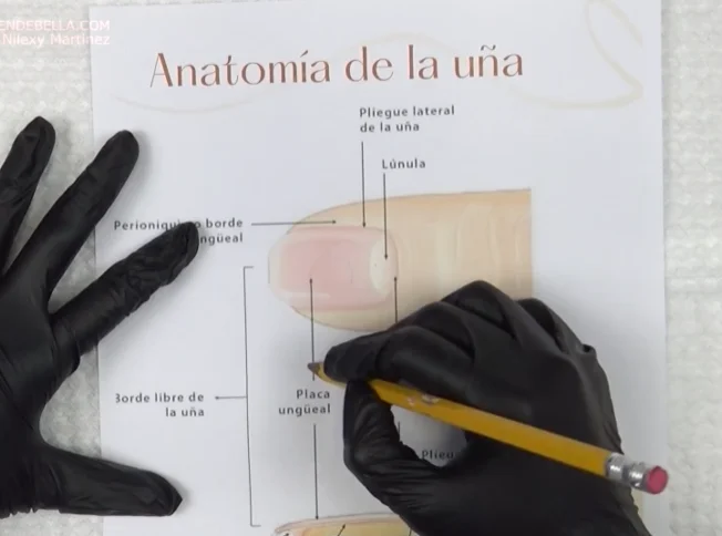 Base Maestra preparación